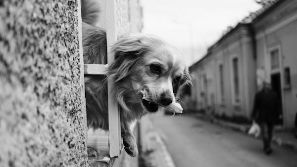 Playful dog poking head through urban railing in black and white street scene.