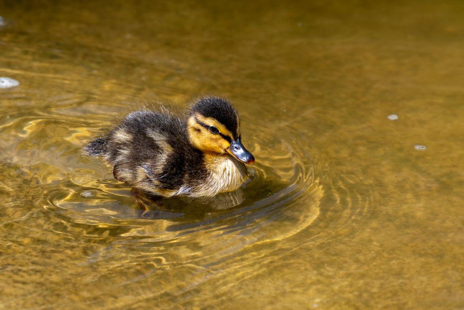 Cute duckling paddling in a clear pond, showcasing fluffy feathers in nature.