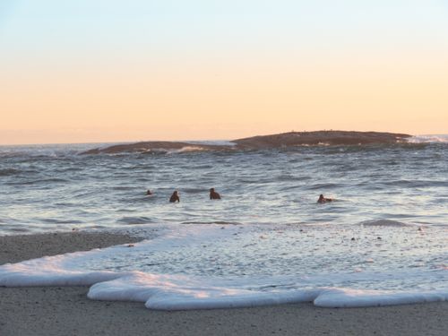 Free Beautiful sunset view at Camps Bay Beach with surfers enjoying the waves in Cape Town, South Africa. Stock Photo