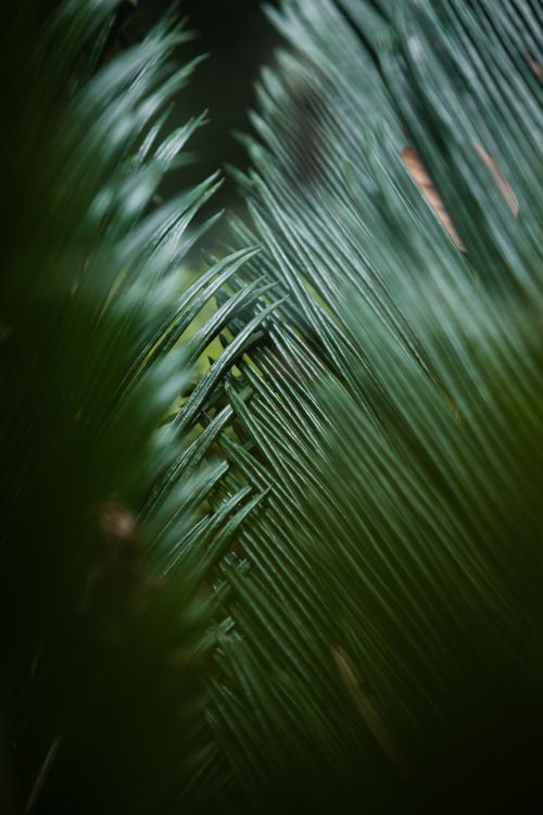 Free Close-up of lush green fronds in Madeira, showcasing natural beauty and texture. Stock Photo