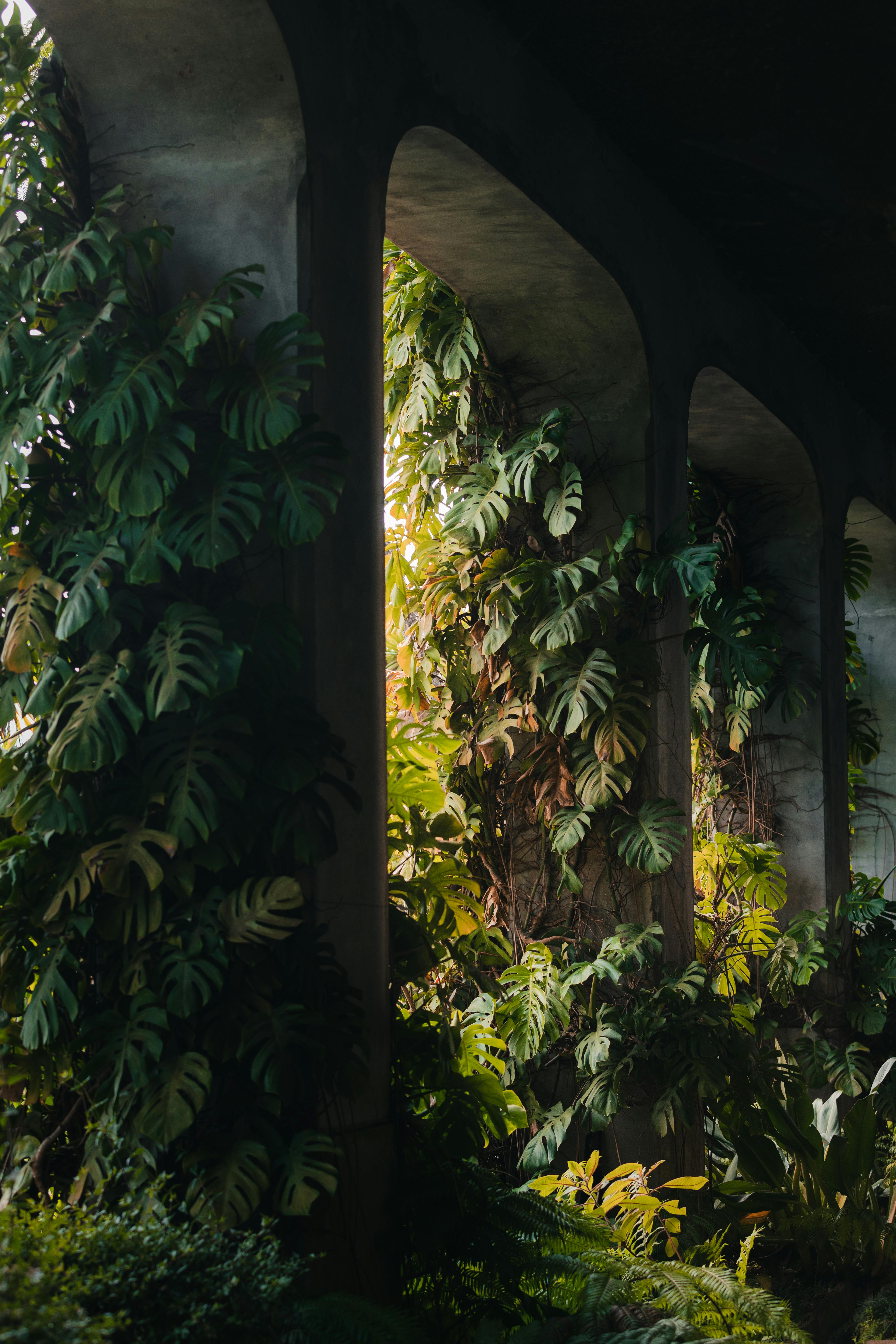 Vertical garden with lush plants under arches in Madeira, Portugal.