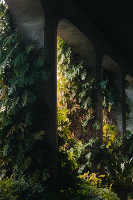 Vertical garden with lush plants under arches in Madeira, Portugal.