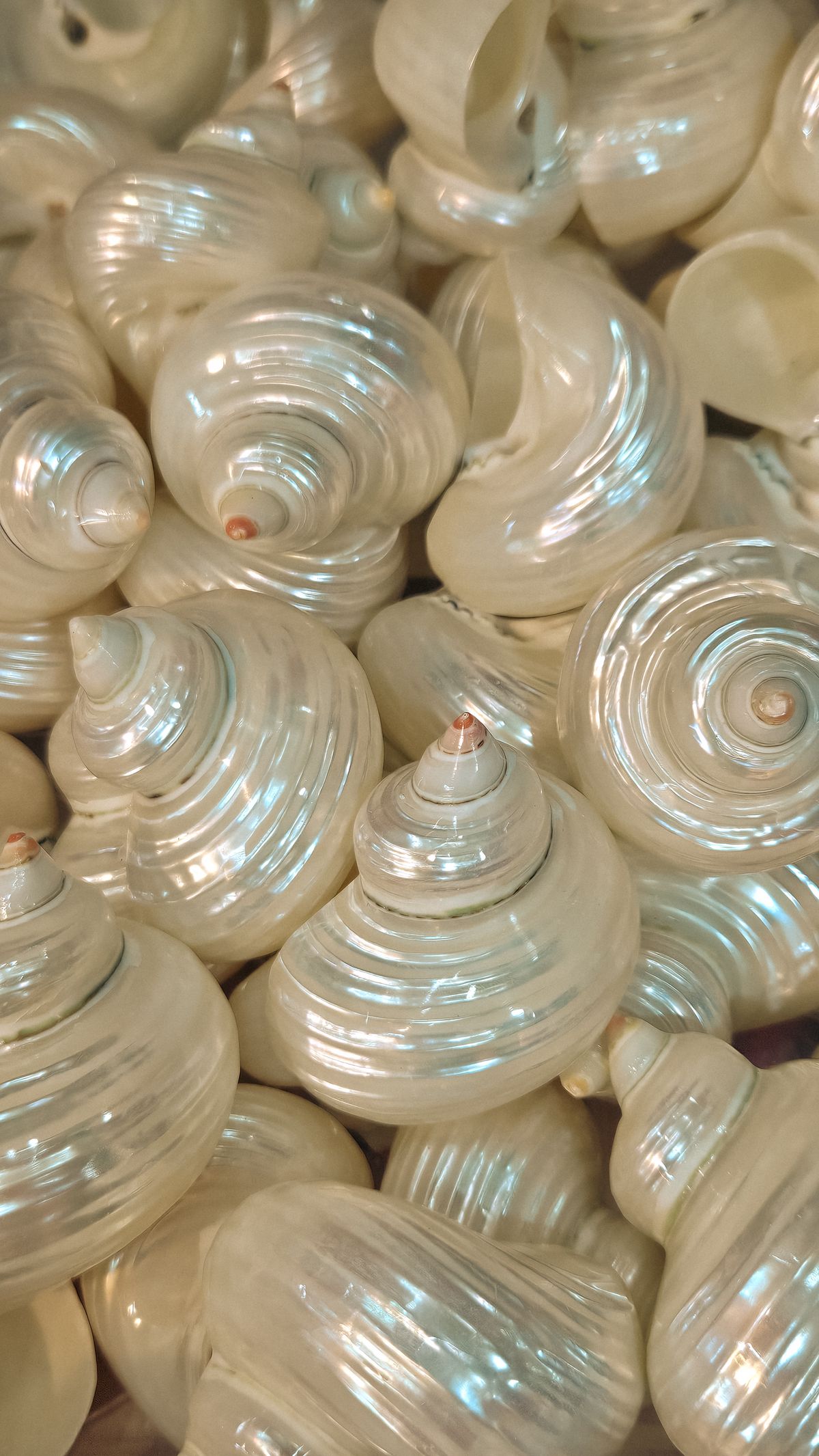 Close-Up Shot of Sea Urchins and Sea Shell on Wooden Surface · Free ...