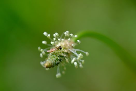 Macro shot of a small hoverfly on a blooming wild plant with green background.