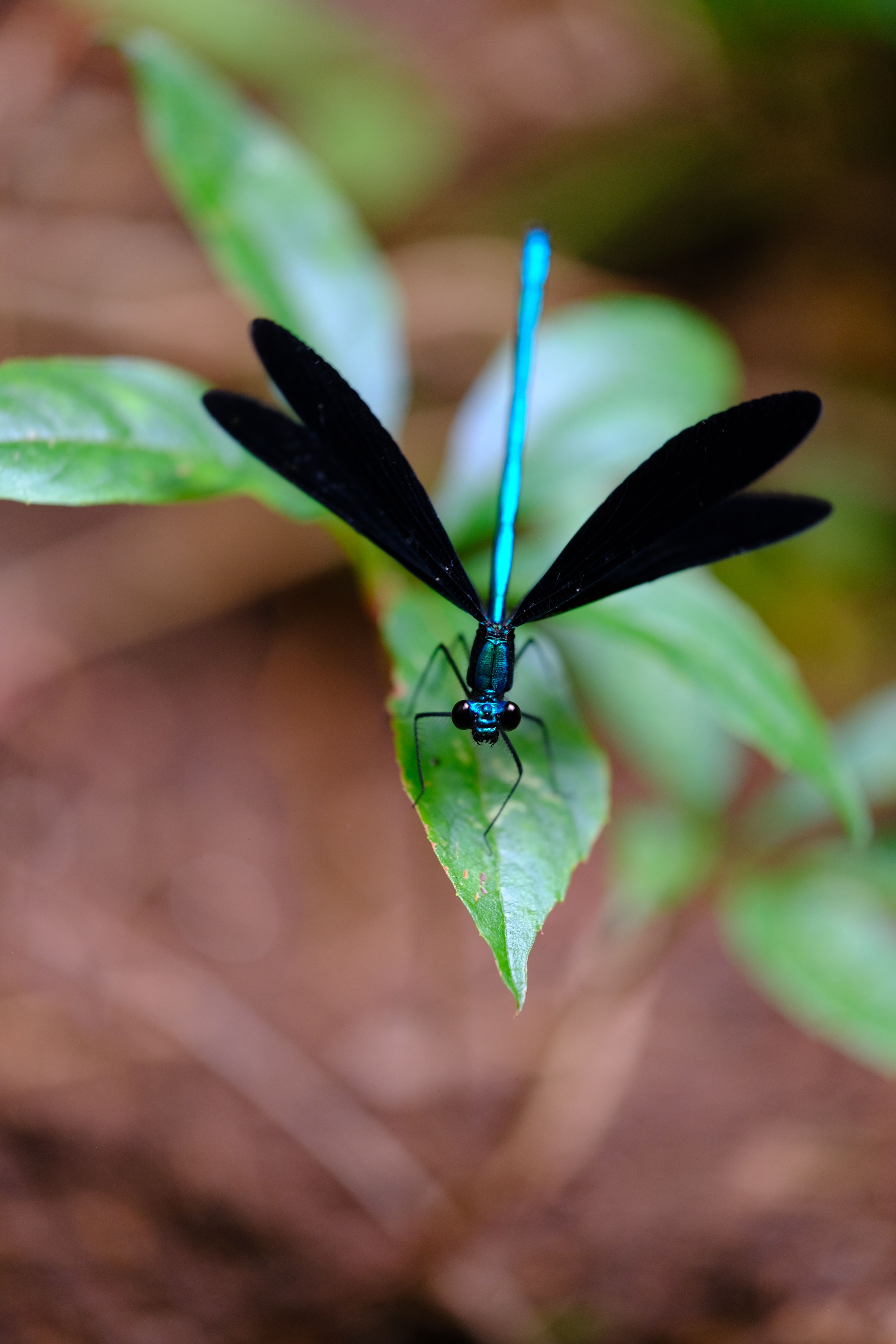 A black and blue dragonfly sitting on a leaf · Free Stock Photo