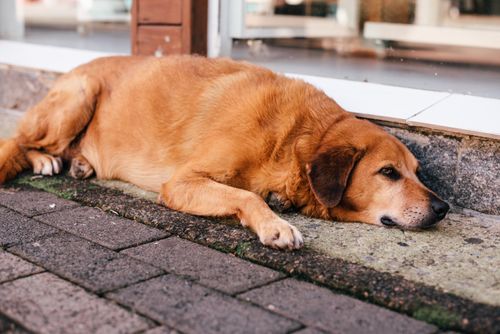 Free A Golden Retriever rests on urban pavement, basking in the afternoon sun. Stock Photo