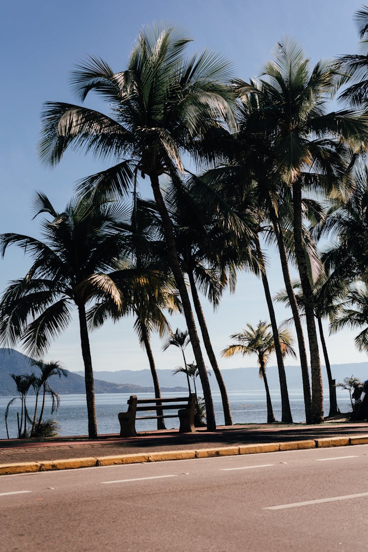 Palm Trees Growing On Side Of Road