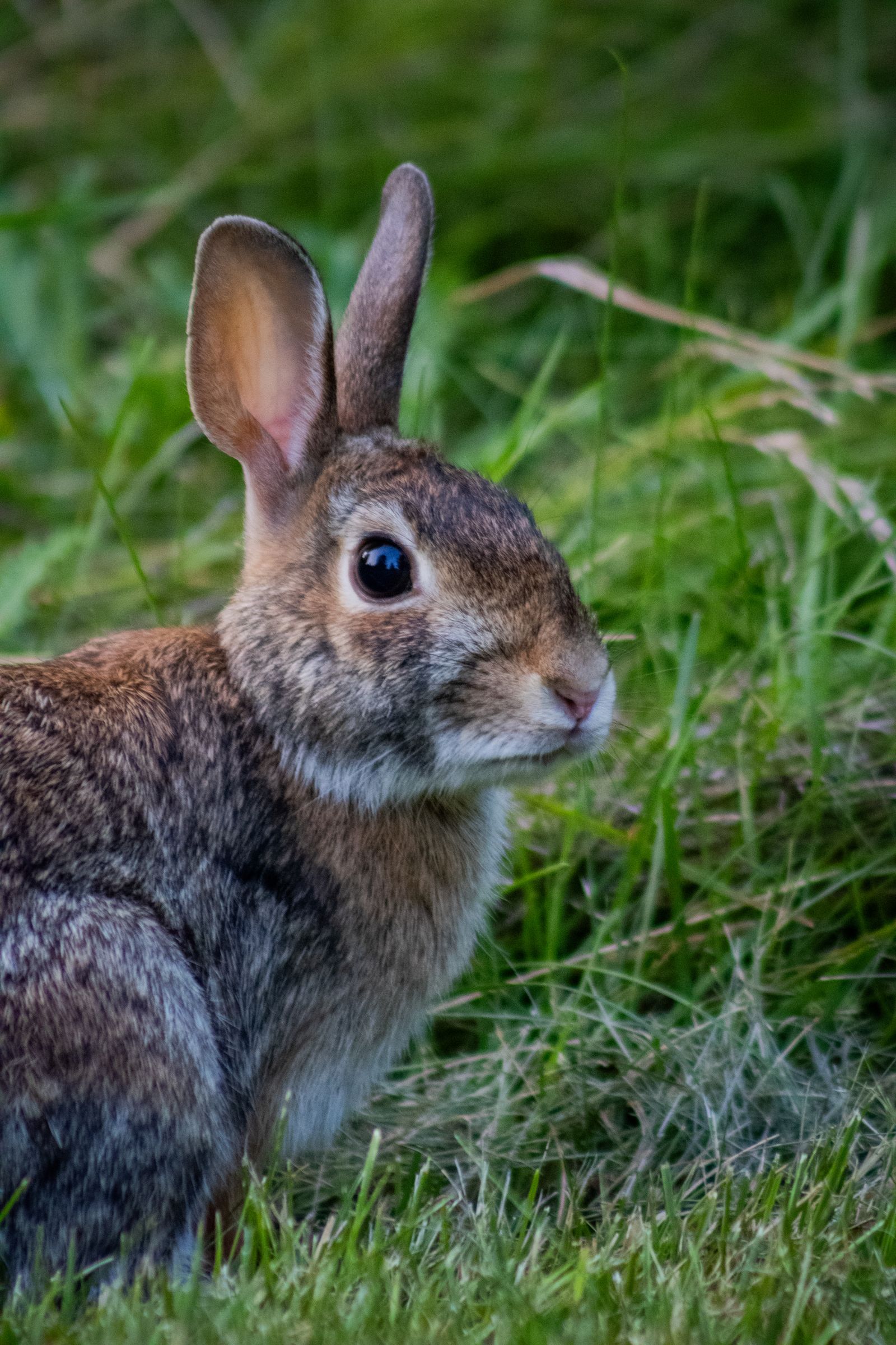 White Rabbit on Green Grass · Free Stock Photo