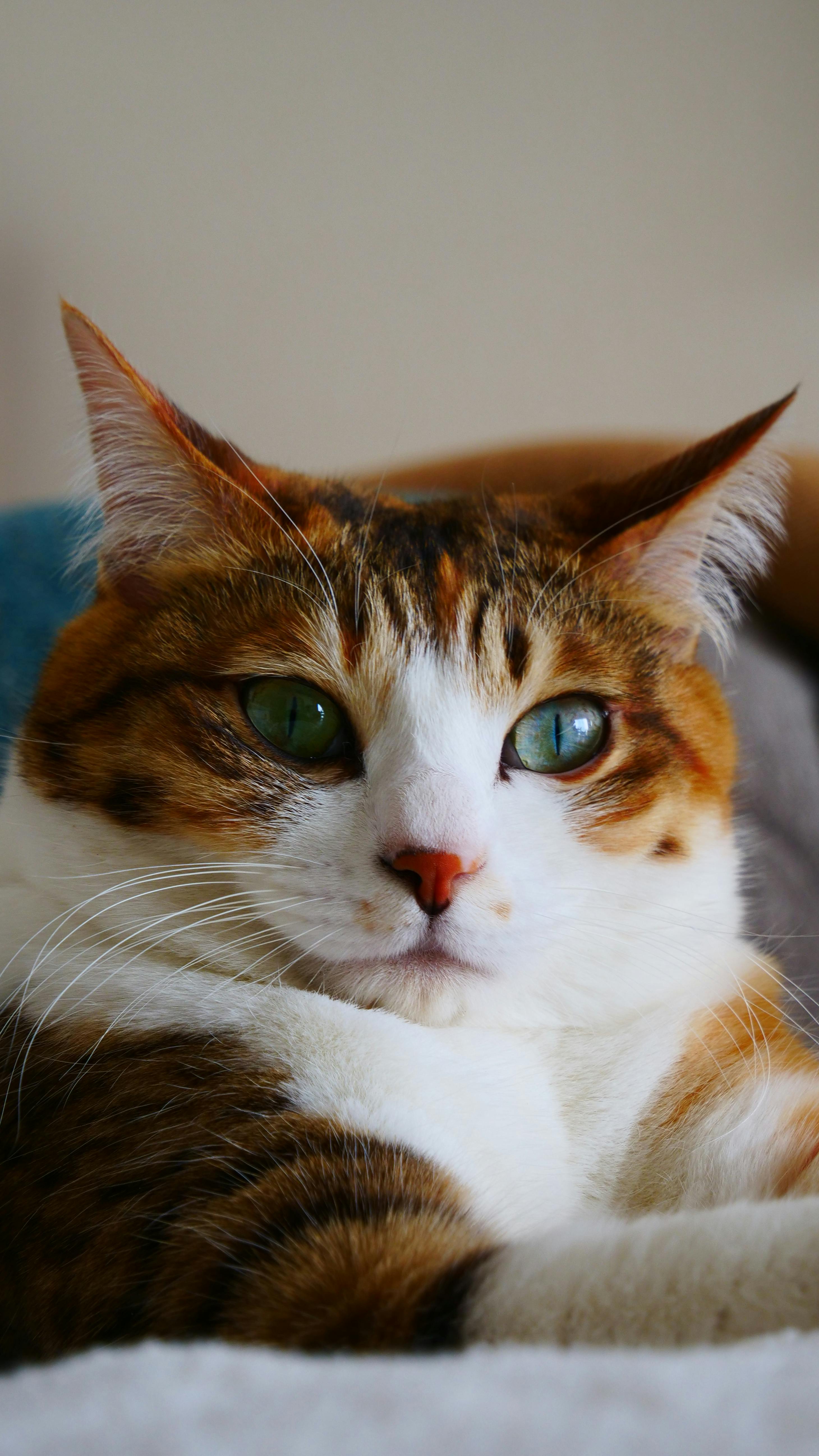 A calico cat with green eyes is laying on a bed