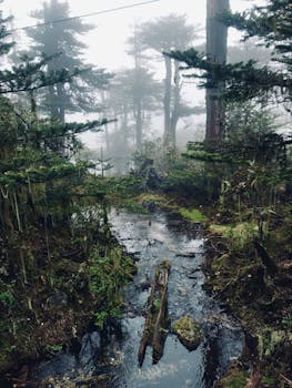 在雾气笼罩的茂密针叶林环绕下，探索迷雾森林小溪的宁静之美