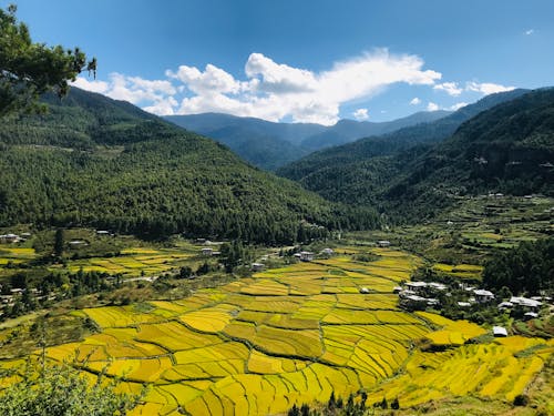 Free stock photo of beauty in nature, bhutan, coniferous trees