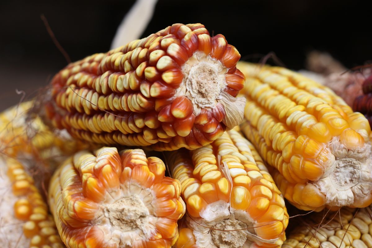 Stored maize is a favourite target for grain weevils.