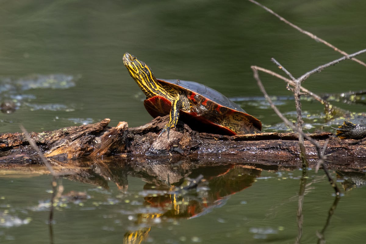 Selective Focus Photography of a Turtle · Free Stock Photo