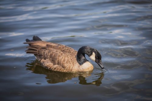 Free Close-up of a Canadian goose gracefully swimming in a serene lake, reflecting nature's beauty. Stock Photo
