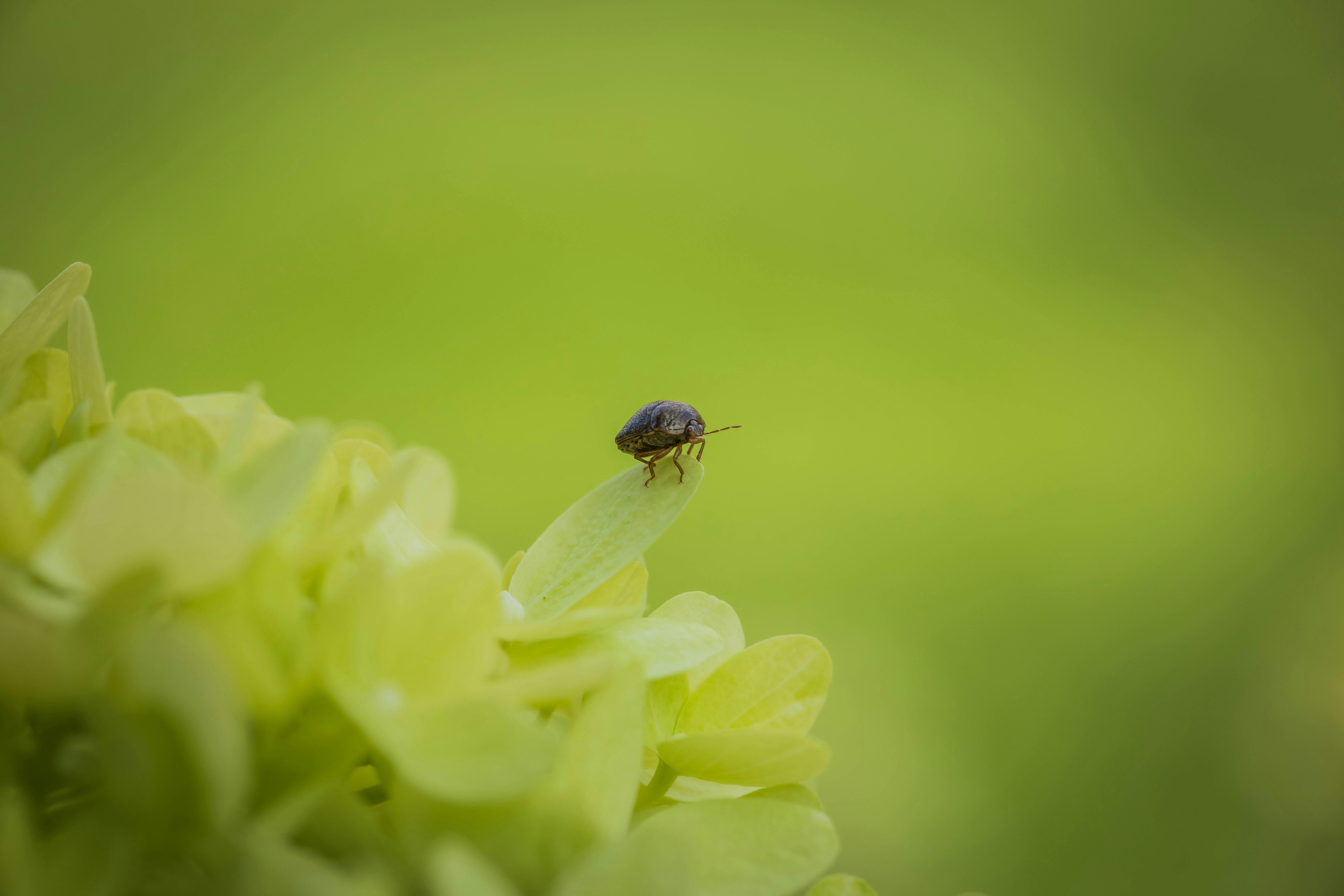 a bug is sitting on top of a flower