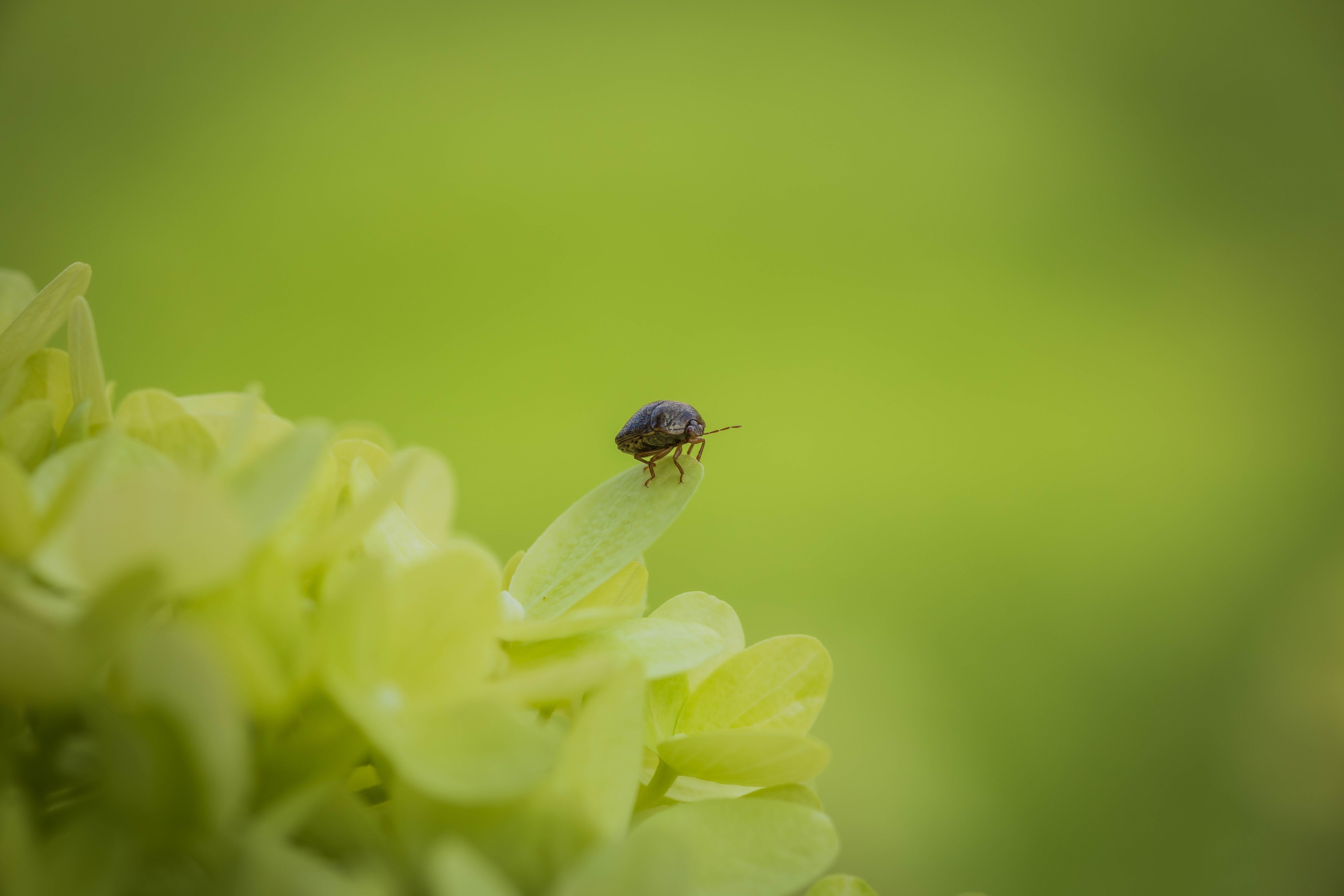 A bug is sitting on top of a flower · Free Stock Photo