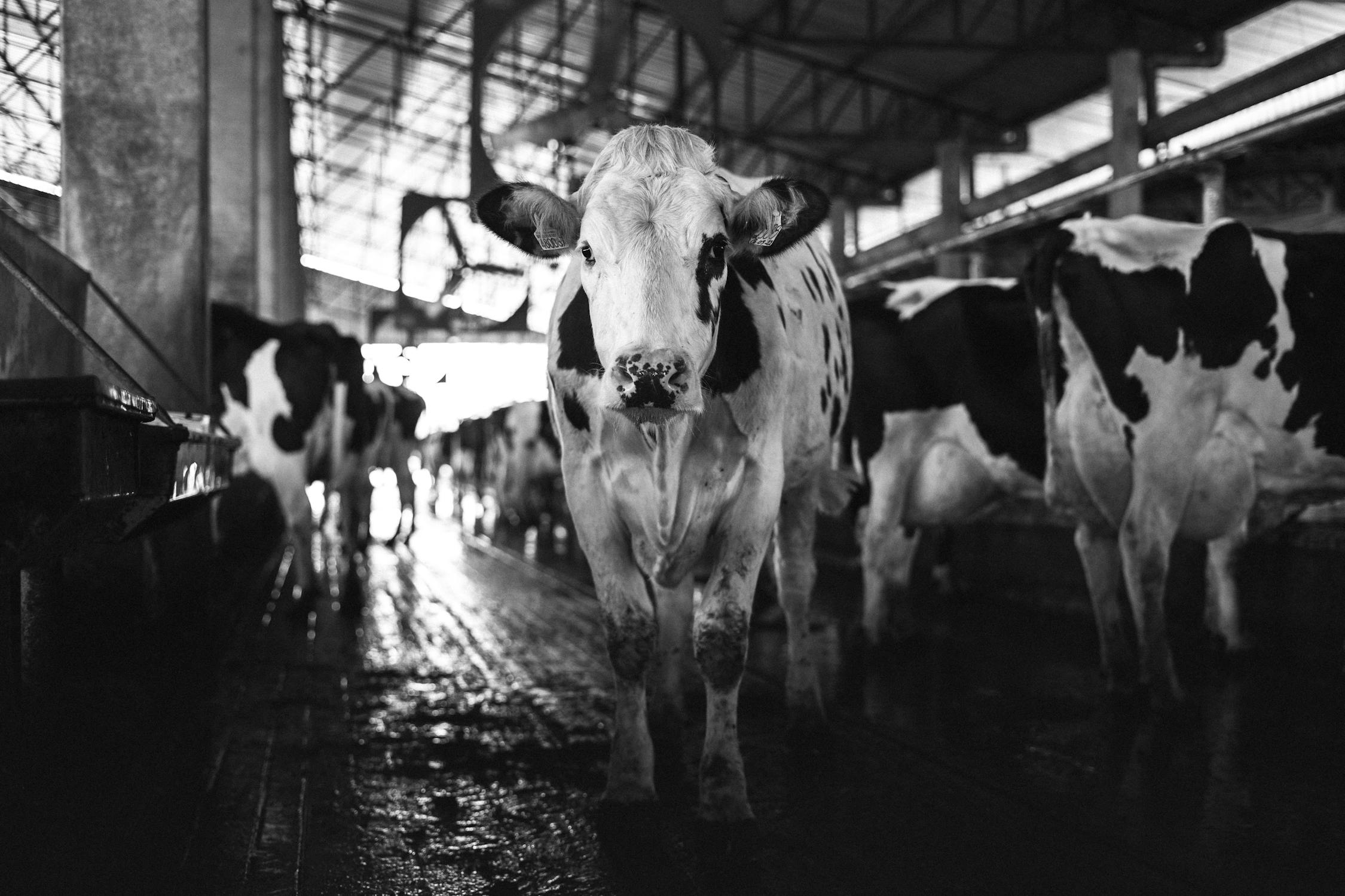 Cows in Barn