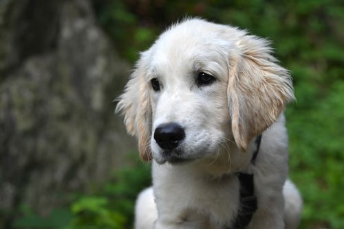 Free Cute Golden Retriever puppy sitting outdoors, showcasing its soft fur and gentle demeanor. Stock Photo
