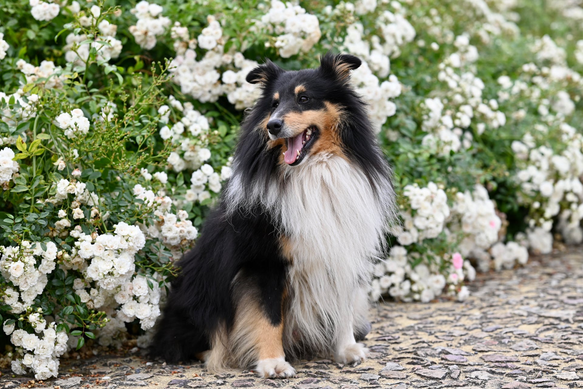 A collie dog sitting in front of some bushes