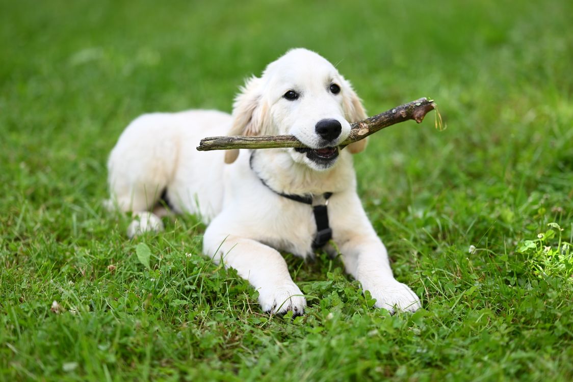 A white dog with a stick in its mouth · Free Stock Photo