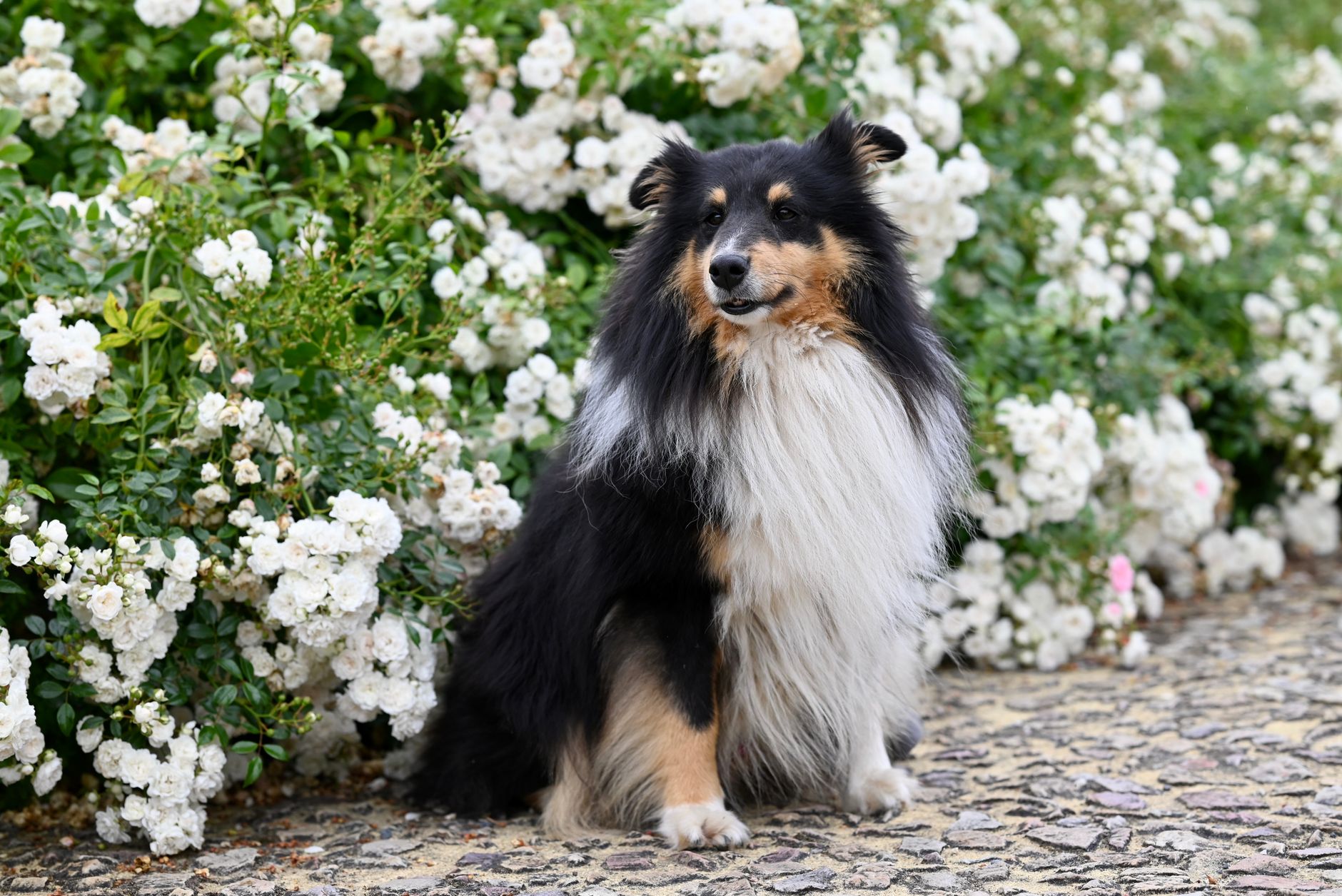 Veterinary care for a dog