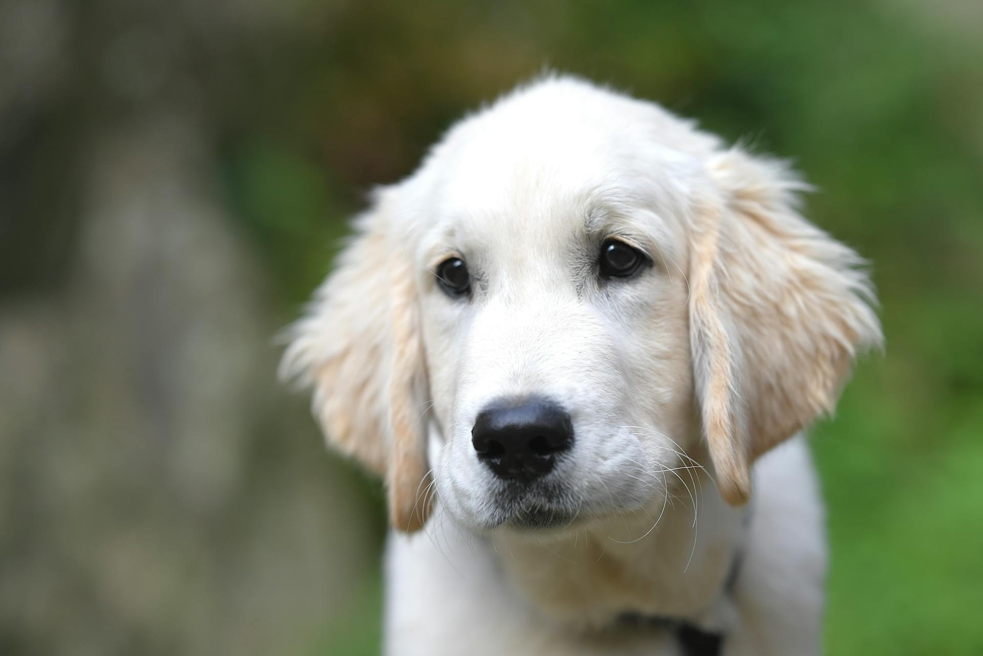 A white puppy with brown eyes is looking at the camera