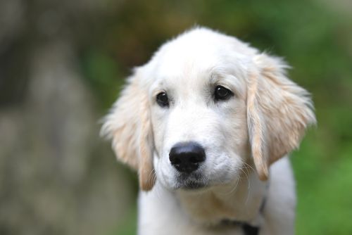 Free Cute Golden Retriever puppy sitting outdoors, showcasing friendly expression. Stock Photo
