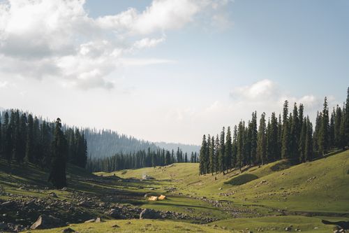 Free Serene landscape of coniferous forest and grassy valley in Srinagar, perfect for nature and travel themes. Stock Photo