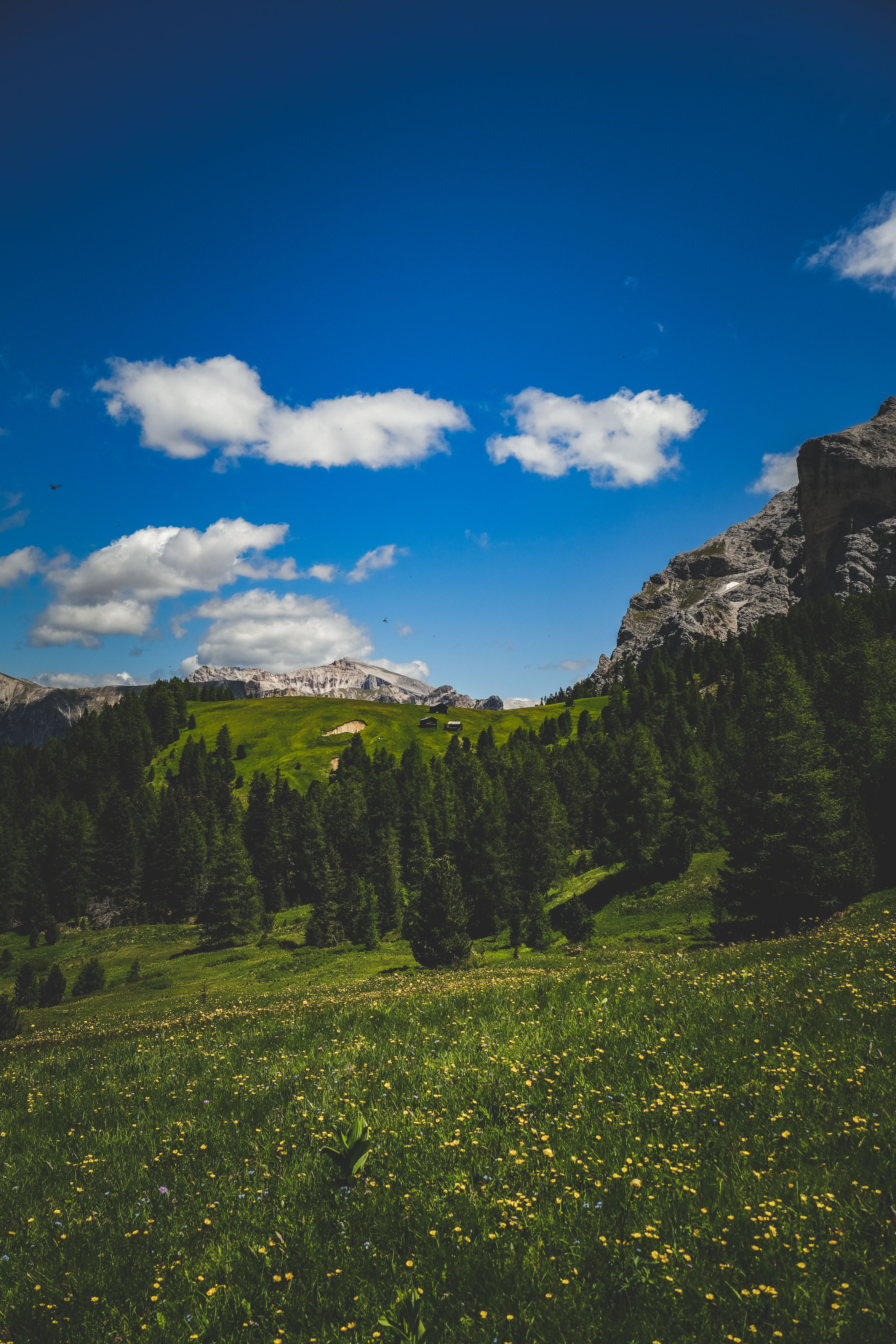 A beautiful landscape with green grass and trees · Free Stock Photo