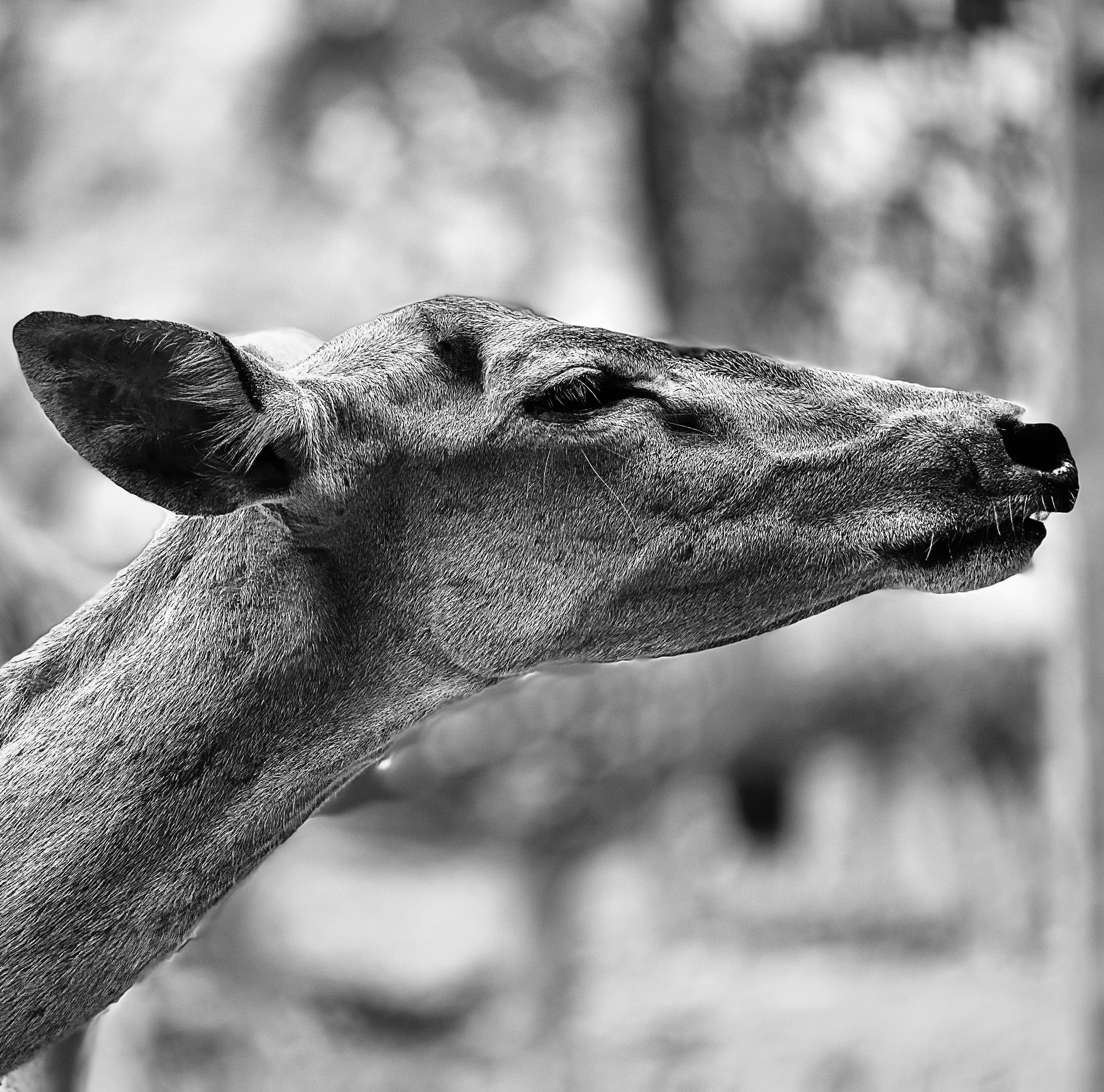 Artistic black and white portrait of a deer in Trincomalee Zoo, Sri Lanka. - ¿Dónde dormir en Trincomalee?