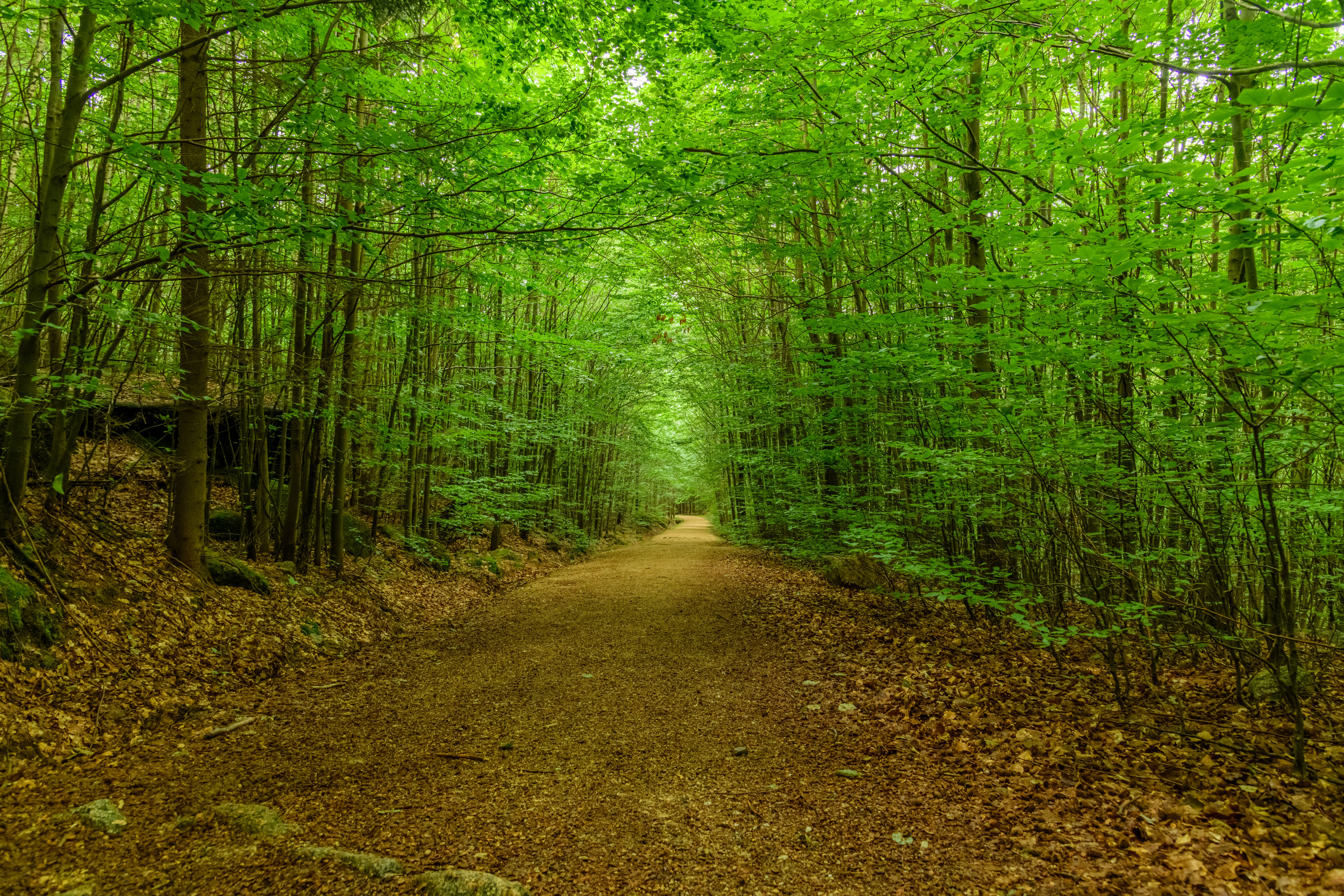 A dirt road in the woods with green trees · Free Stock Photo