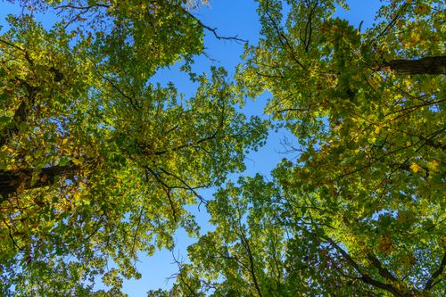 Free Look up view of lush fall foliage against a clear blue sky, showcasing vibrant colors of autumn. Stock Photo