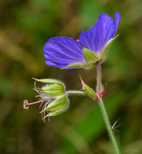 Fotomural Una toma macro detallada de un geranio silvestre en flor con pétalos púrpuras vívidos y brotes verdes al aire libre.