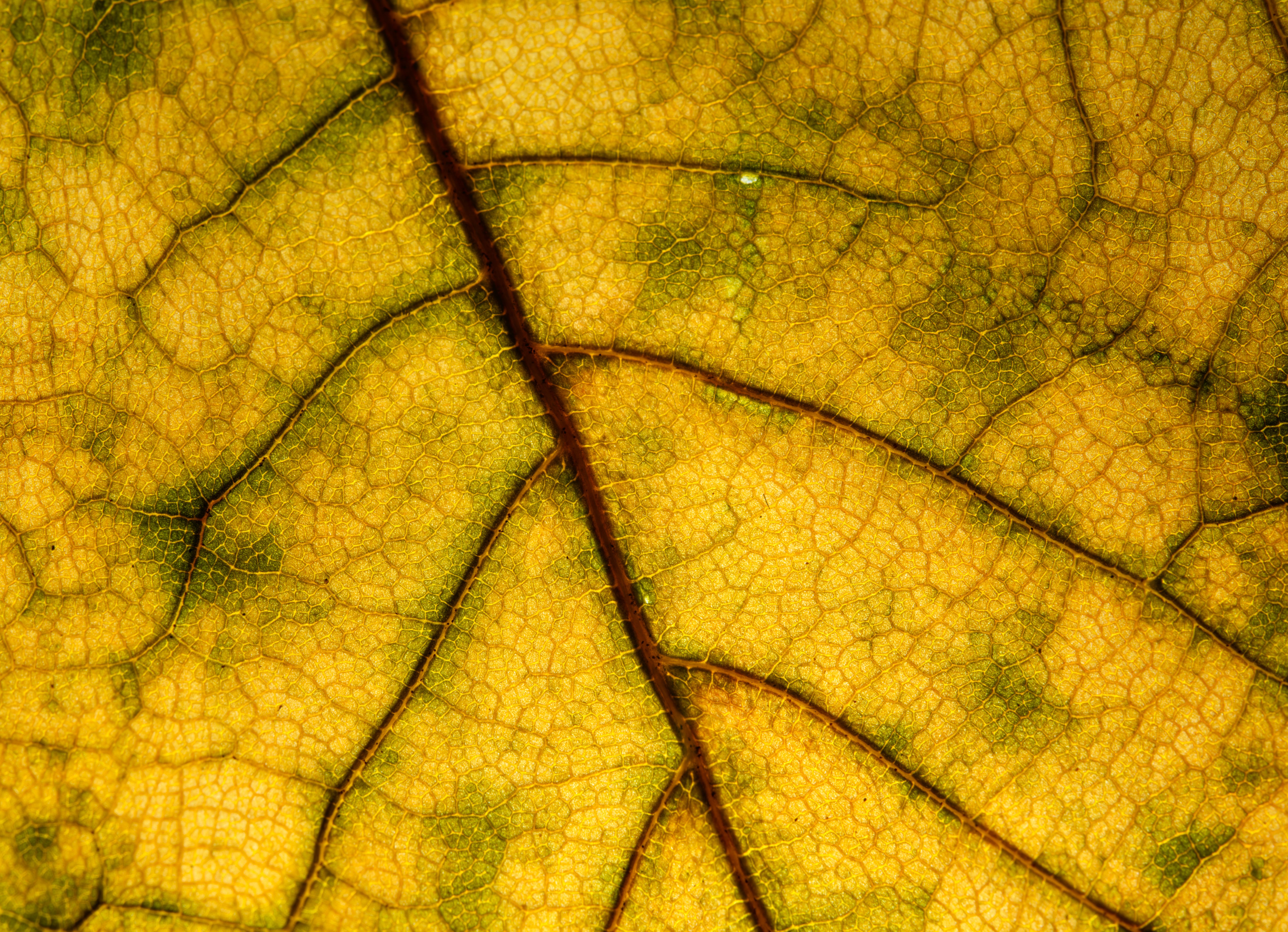 A close up of a yellow leaf with green veins · Free Stock Photo