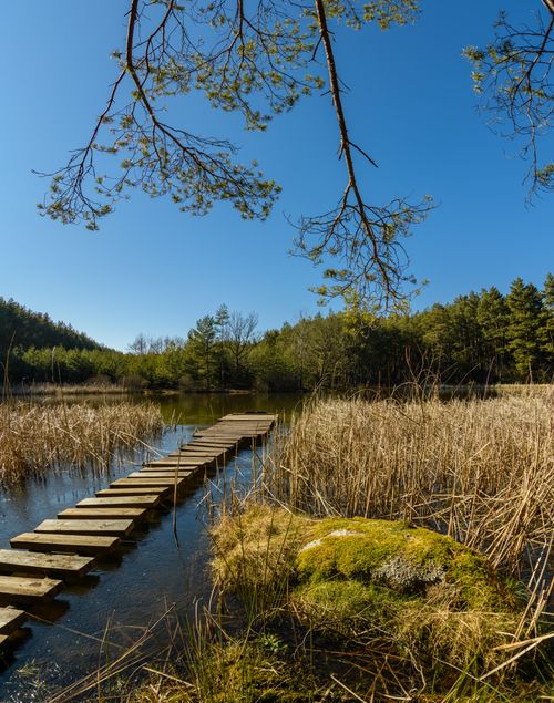Free Peaceful boardwalk through nature, surrounded by lush trees and reflective water. Stock Photo