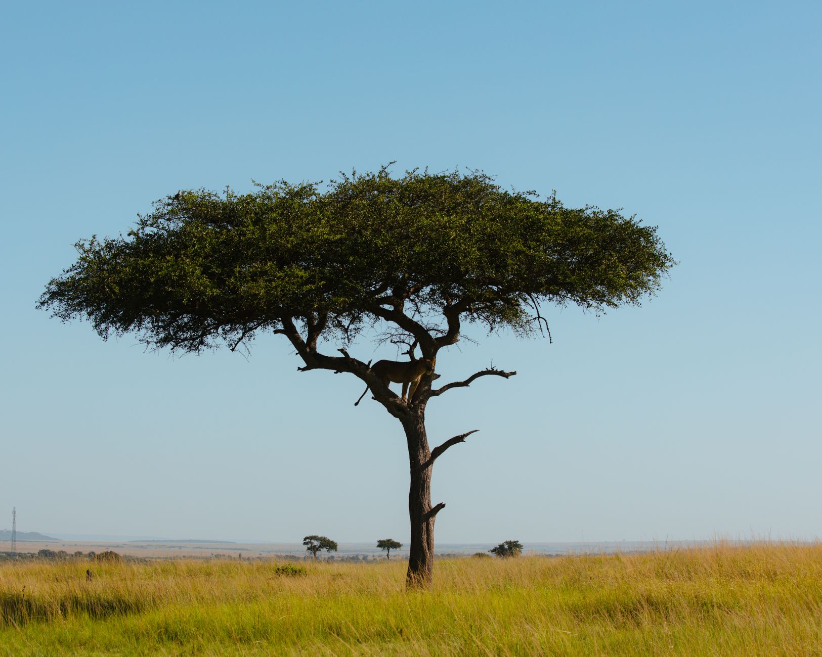 A solitary acacia tree stands tall in the Mara Region's vast savanna under a clear blue sky.
