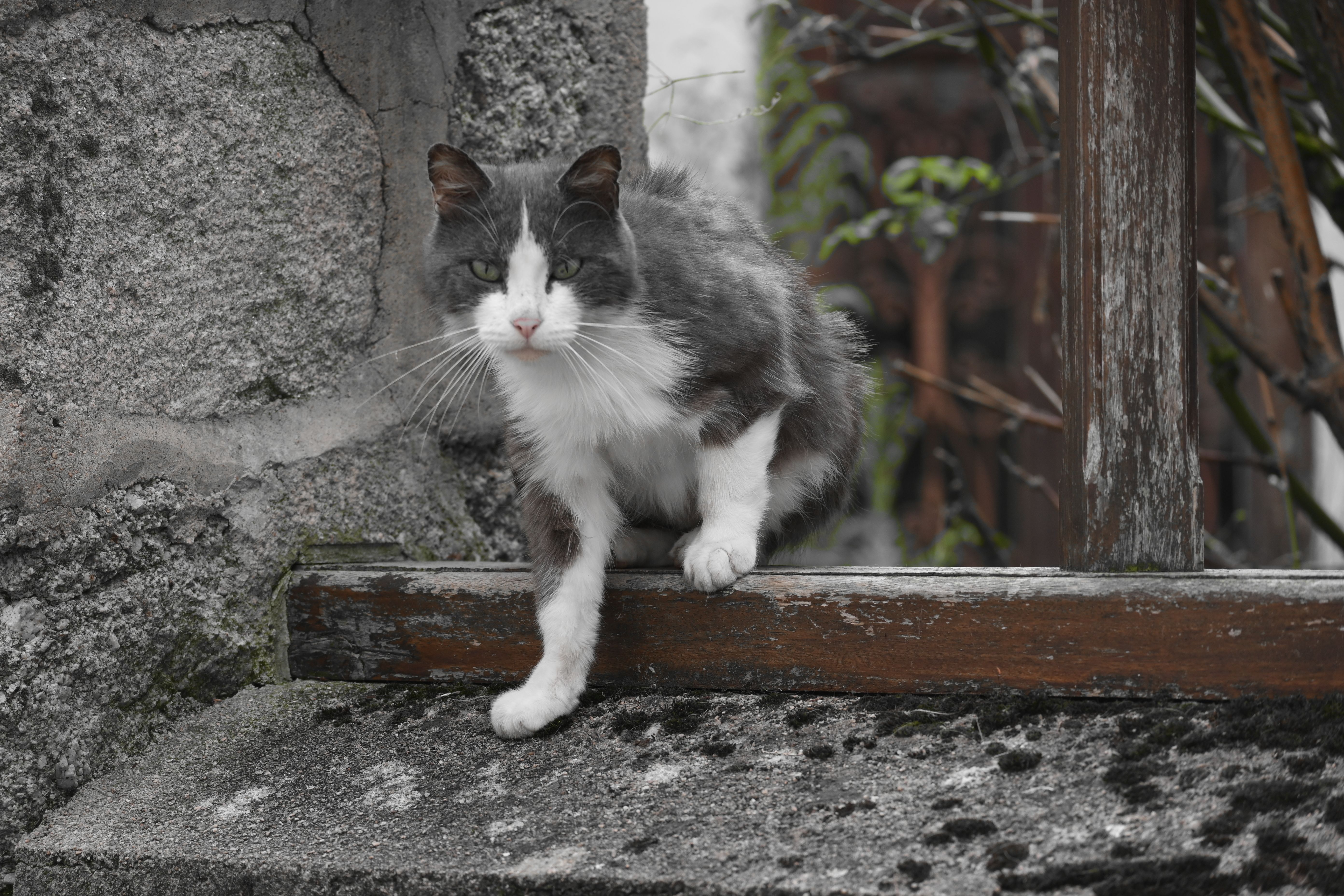 A cat is sitting on a ledge · Free Stock Photo