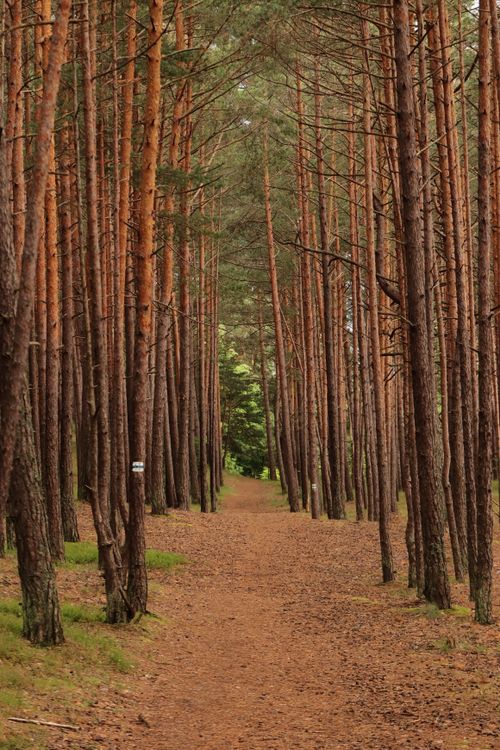 Free Tranquil trail through a lush pine forest in Saulkrasti, Latvia during summer. Stock Photo