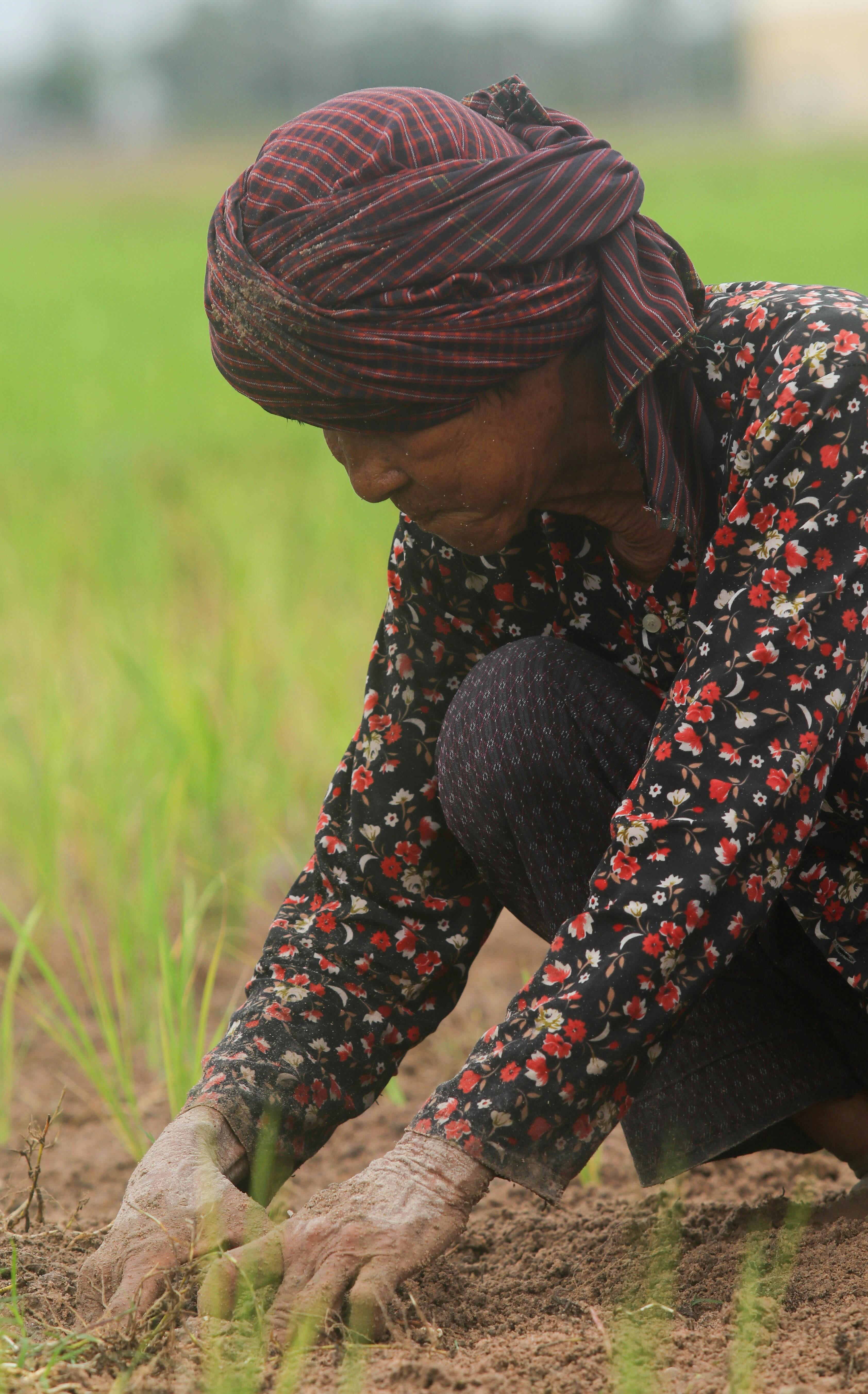 A Cambodian woman farming in a lush green field, focusing on traditional cultivation methods.