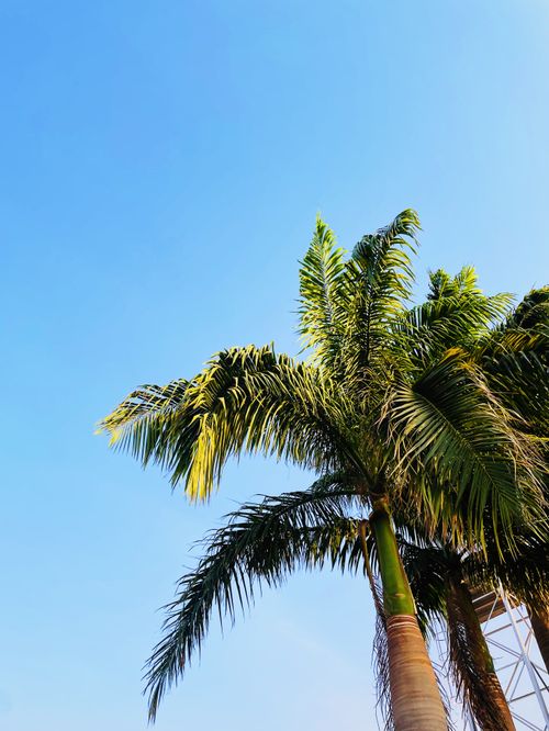 Free Lush tropical palm trees reaching towards a clear blue sky in Kaduna, Nigeria. Stock Photo