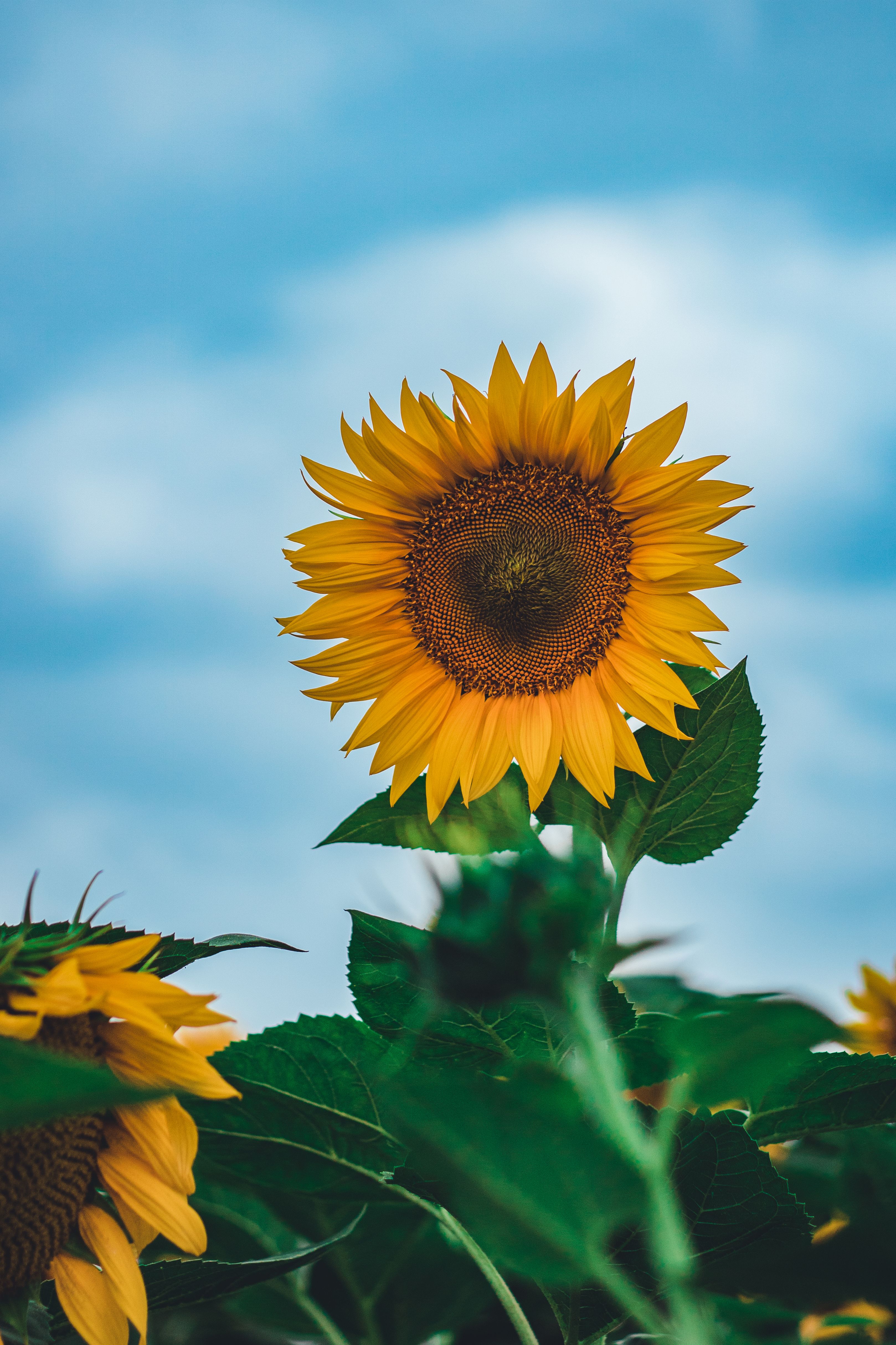 A sunflower is in the middle of a field · Free Stock Photo