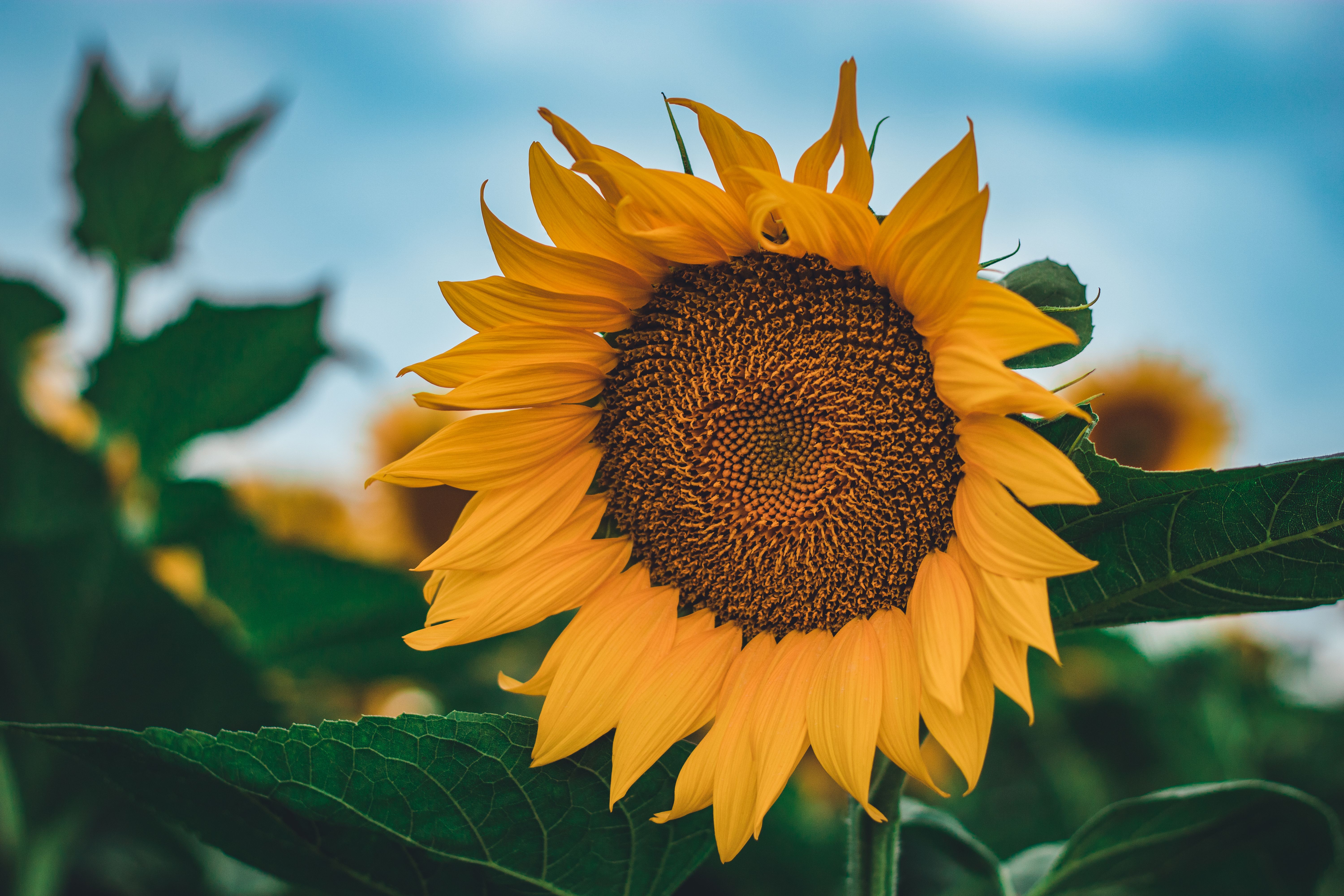 A sunflower is shown in a field with blue sky · Free Stock Photo