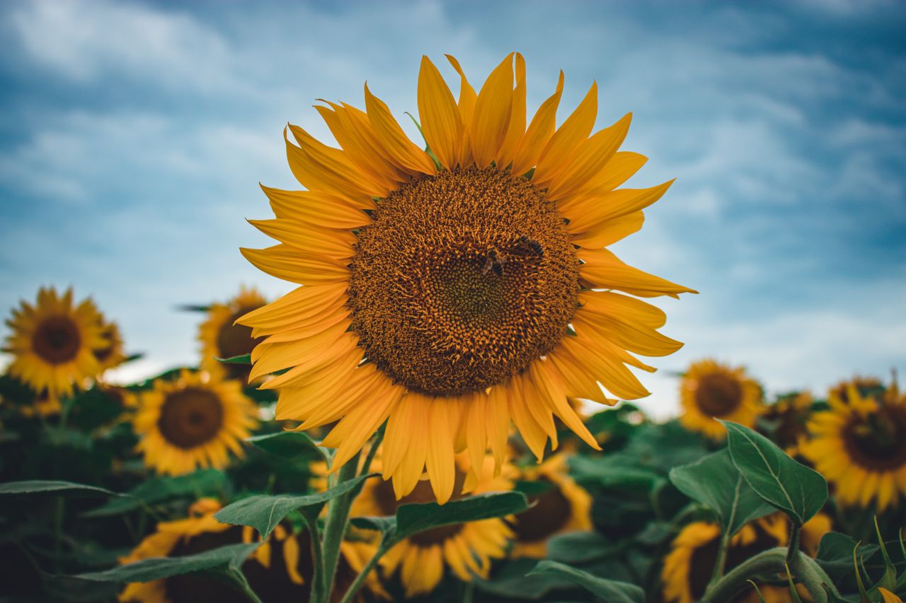 close up of a sunflower in a sunny field showcasing vibrant yellow pet