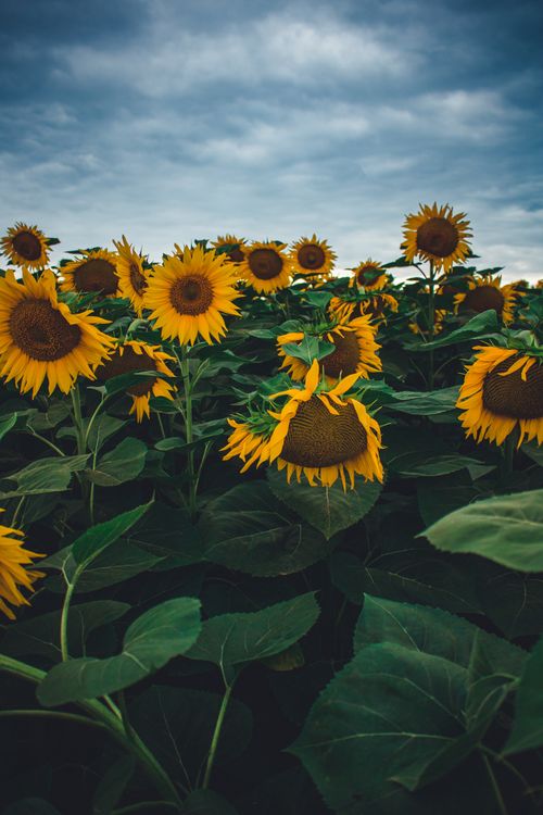Free A picturesque sunflower field in full bloom with a dramatic cloudy sky backdrop. Stock Photo