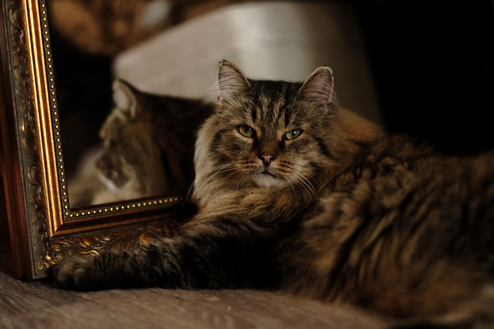 memorial pet portrait displayed in peaceful home setting