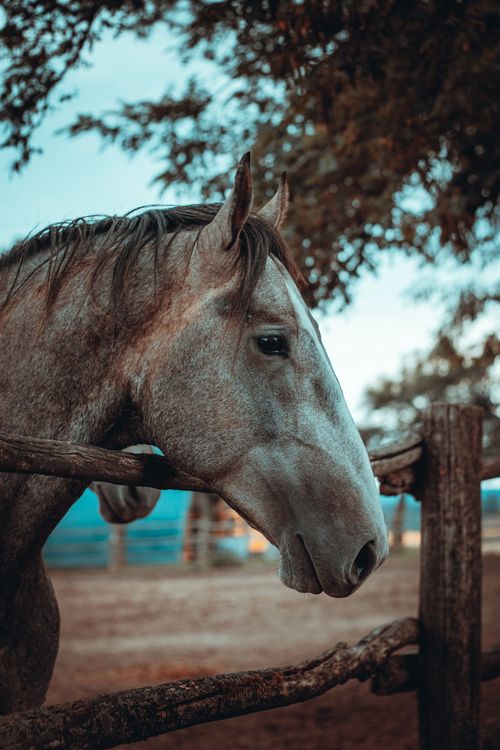 Free A serene portrait of a horse by a fence in Đakovo, Croatia, showcasing pastoral beauty. Stock Photo