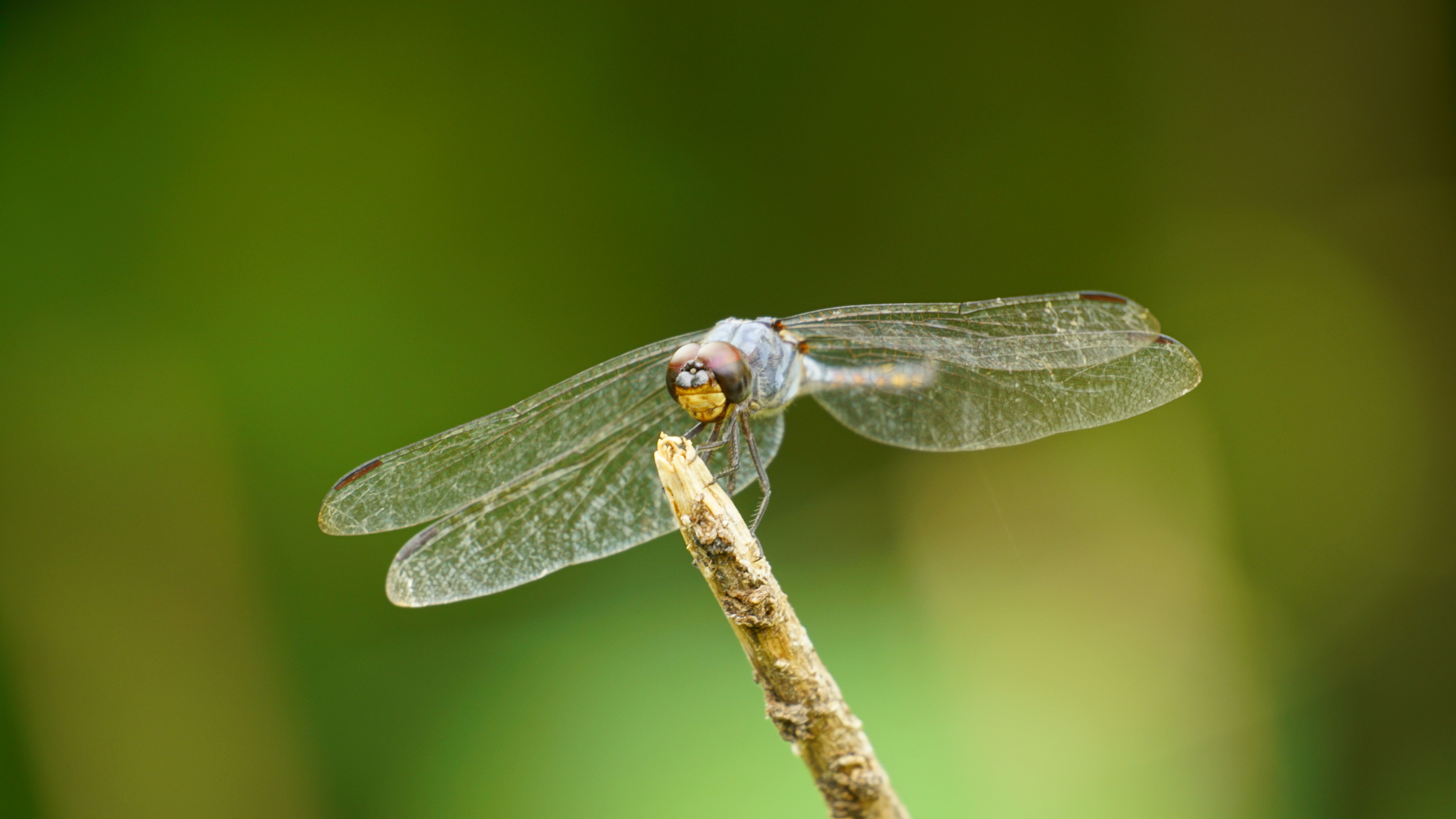 A dragonfly is perched on a stick · Free Stock Photo