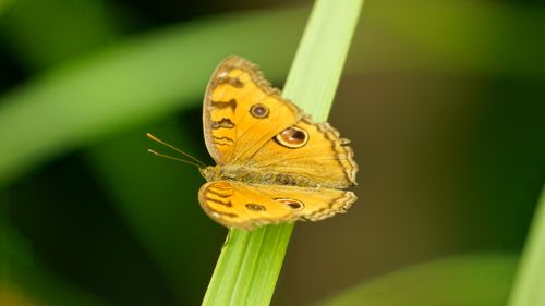 Free Vibrant butterfly resting on a leaf with lush green background. Stock Photo