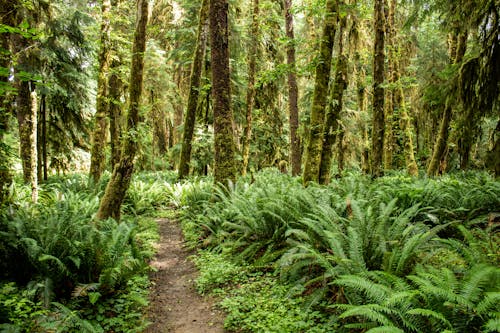 Photo De La Forêt Verte