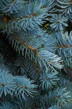 Detailed image of blue spruce needles showcasing their unique texture and color.